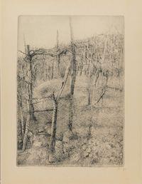 Giovanni BARBISAN, Vigne