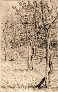 Giovanni BARBISAN, Alberi