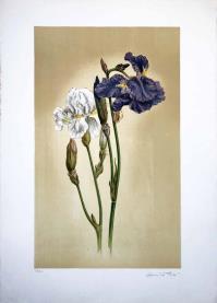 Giuseppe LAMBERTUCCI, Iris