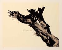 Carlo MATTIOLI, Albero