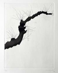 Carlo MATTIOLI, Da un albero