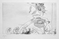 Giuseppe ZIGAINA, Anatomia e insetti